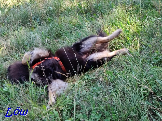 14.7.2024 - Howard beim Heubad